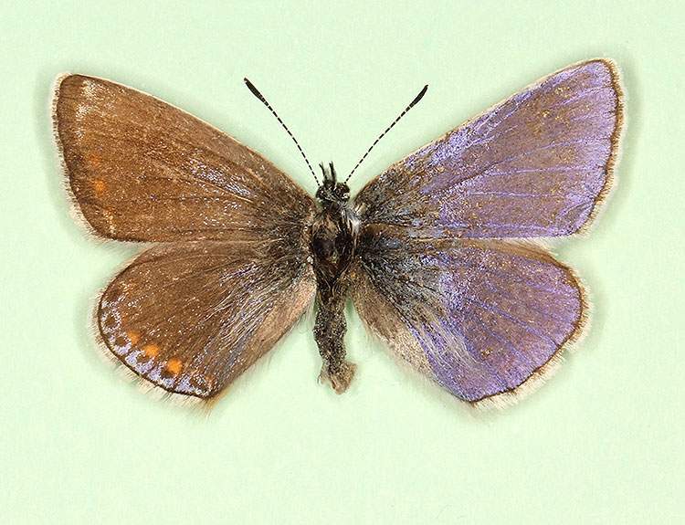 Polyommatus icarus (bilateral gynandromorph 1) (Internet Image property of respective owner, non-commercial use only)